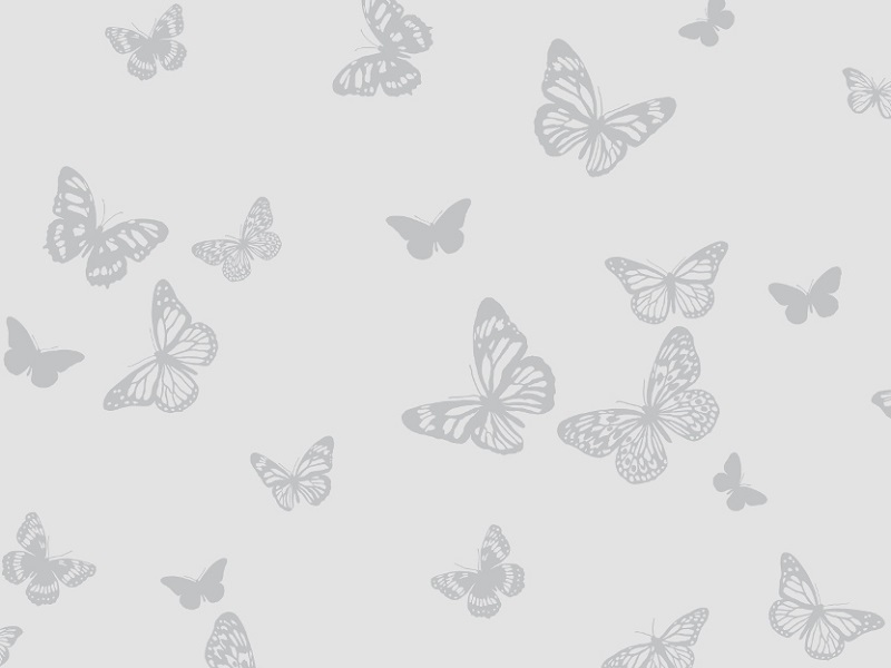 Peter Lees Sparkle 2 Butterfly Wallpaper Soft Grey